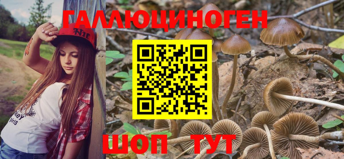 Псилоцибиновые грибы мицелий Тайшет